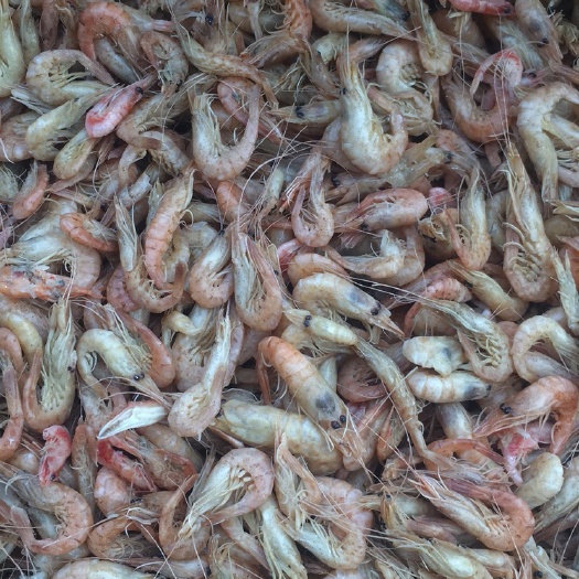 滨州黑壳虾 草虾 黑虾 乌虾 猪虾