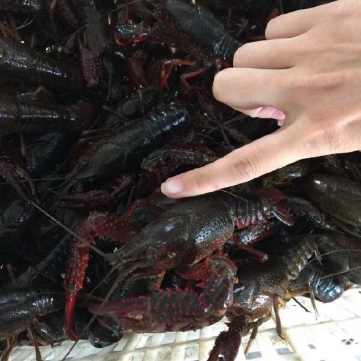 宜昌 中国潜江小龙虾6-8钱