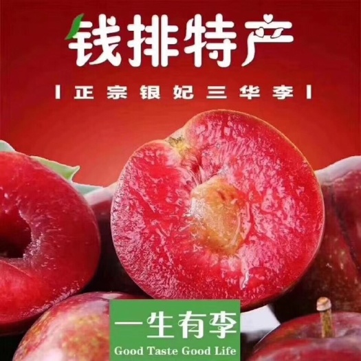 信宜市 信宜钱排银妃三华李-自家果园直发