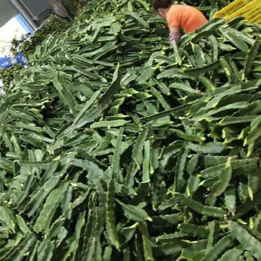 遂溪县大红火龙果苗 金都一号