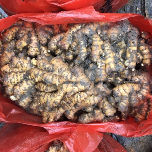  特靓小黄姜