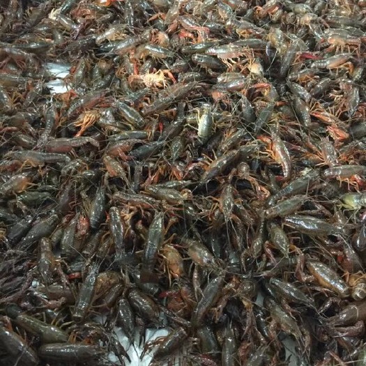 潜江市 青壳小龙虾4-6钱