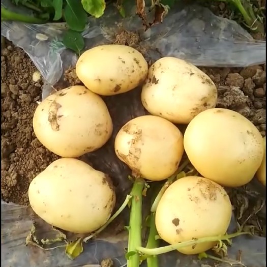 襄樊土豆 中薯5号 精品土豆 大量上市 黄皮黄心