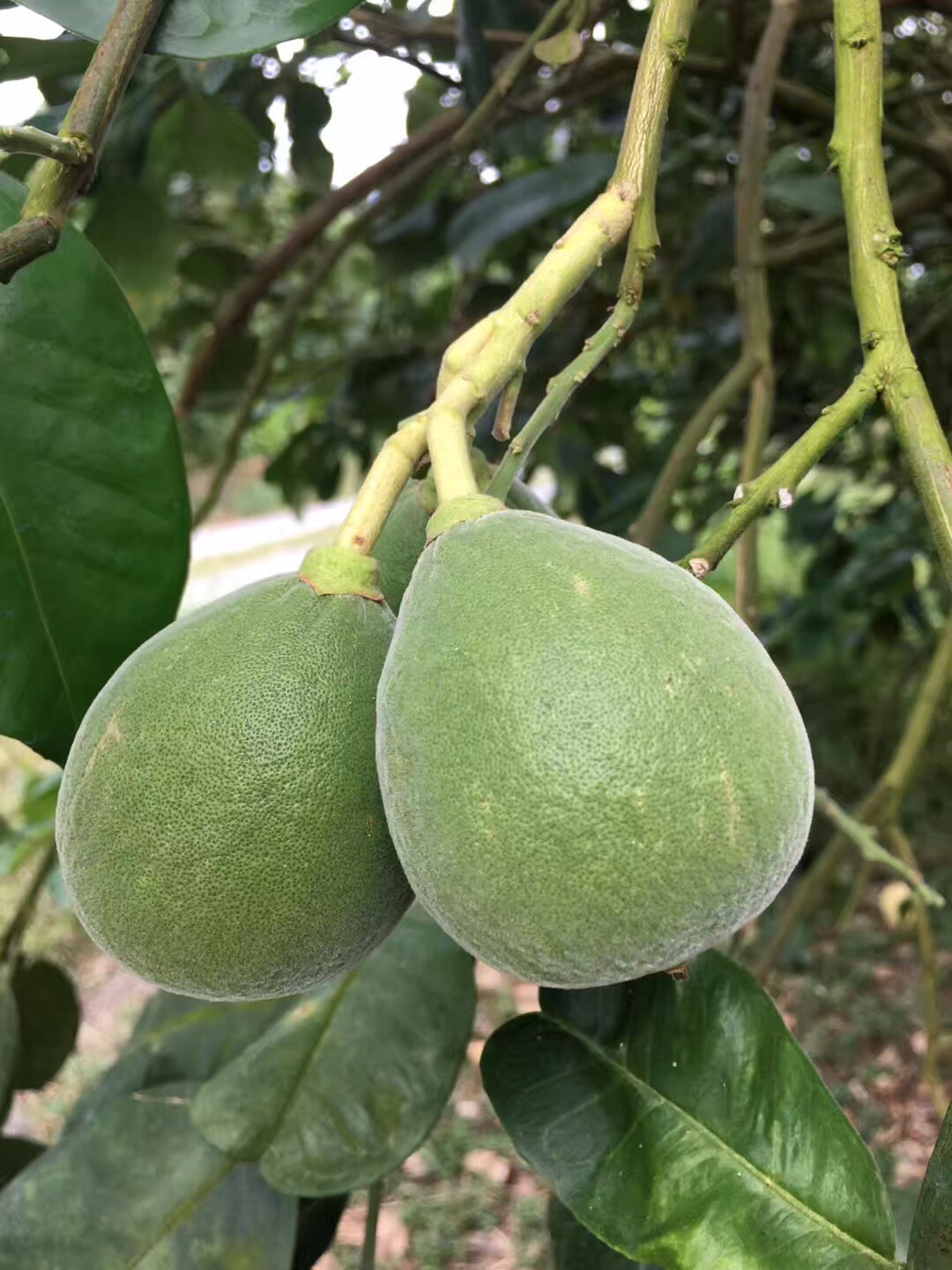 泰国青柚种植技术图片