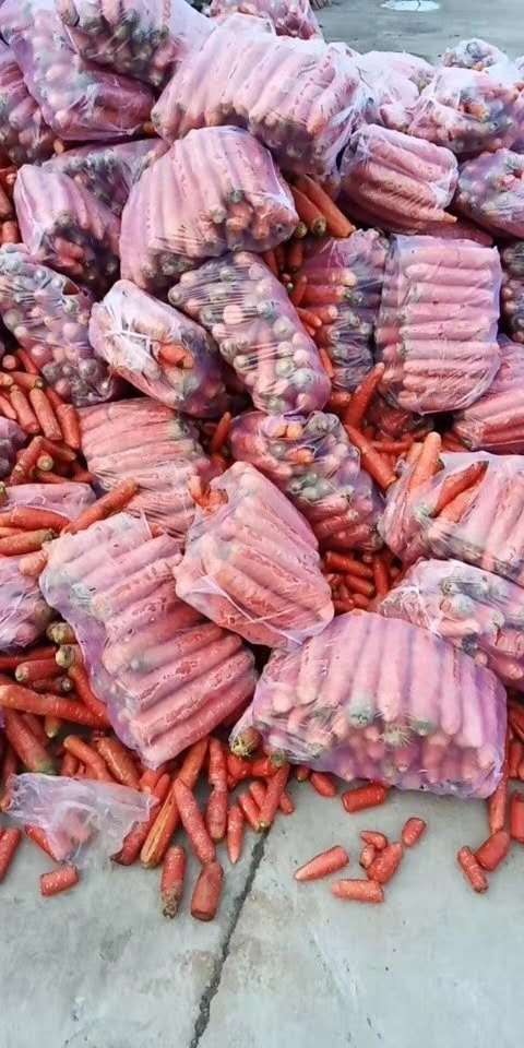  次品各种萝卜常年大量有货，有需要的养殖基地加工企业随时联系