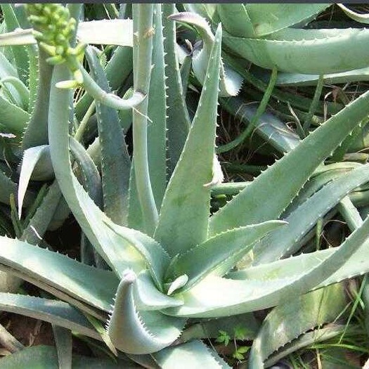 徐闻县 芦荟