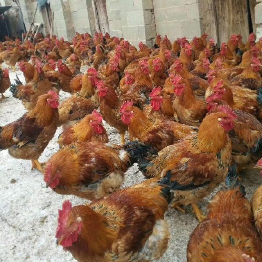南宁 良凤花土鸡苗