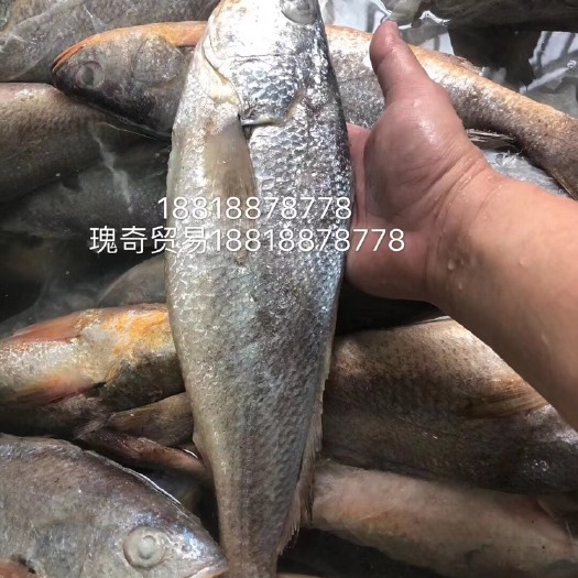 江阴市大黄鱼 拉菲黄鱼，规格500650之间，开背腌制，成品，需要联系