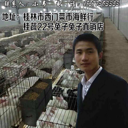 桂林肉兔  大量出售本地兔，外地老兔，散养兔，货源稳定，价格实惠