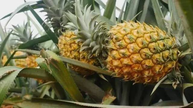徐闻县 菠萝