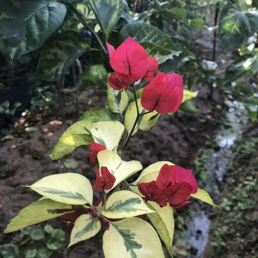 漳州拉菲泰 新品上市