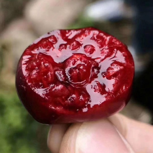 汉源县红灯樱桃