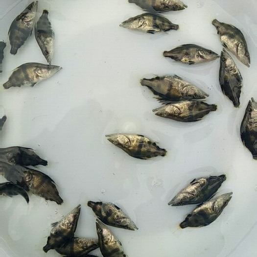 肇庆桂鱼苗 桂花苗