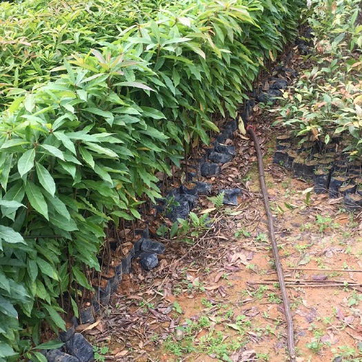 广州木荷苗  木荷袋苗