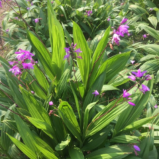 杭州紫花白芨苗