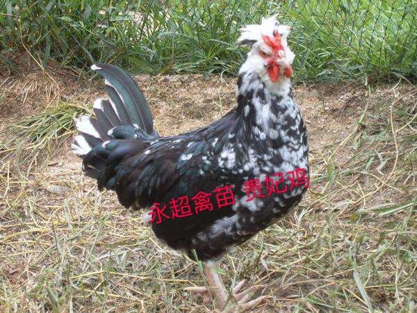昆明贵妃鸡苗 云南永超禽苗 包打疫苗 运输包活 技术跟踪服务