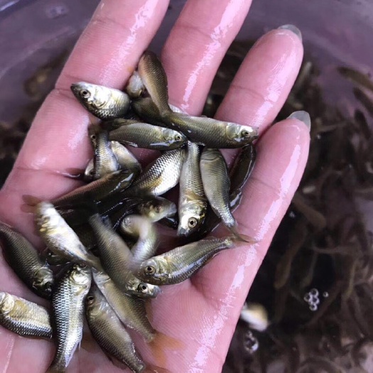 肇庆 禾花鲤苗