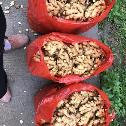 小黄姜 特级姜