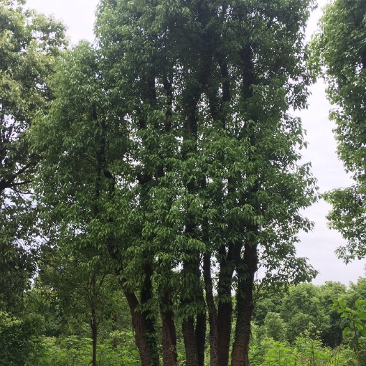 益阳丛生香樟