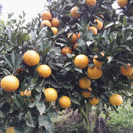 常德锦蜜冰糖橙苗 湖南基地供应锦蜜冰糖橙柑橘苗脐橙苗