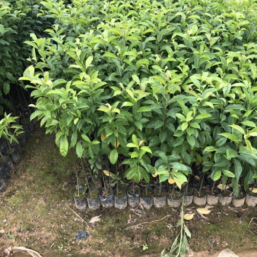 广州 冬青苗20-70公分高