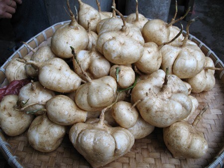徐闻县 葛薯，又名：凉薯、沙薯