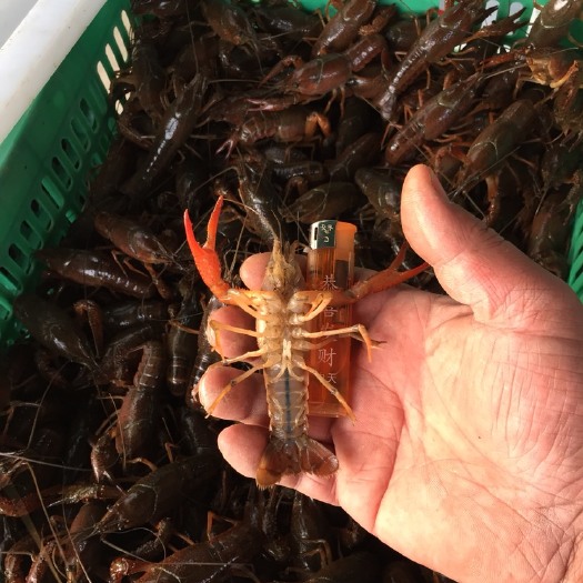 江陵县荆州小龙虾 人工养殖 4-6钱
