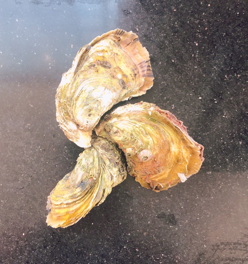 生蚝 大生蚝  超大生蚝  硬规格 少量有货
