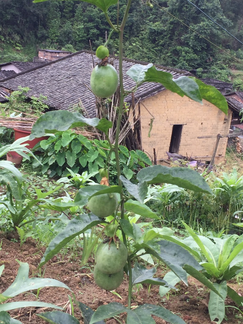 紫香一号百香果   广西百香果产地直发市场电商