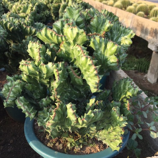 漳州普通仙人掌 帝国玉麒麟多肉植物