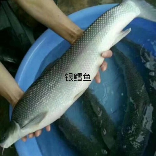 广州银雪鱼苗  快大好养，品质漂亮的银鳕鱼苗，大量现货批发