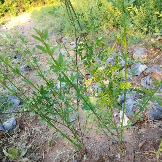 周至县 营养杯迎春花