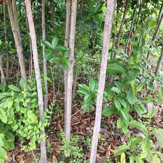 桂花树苗