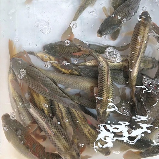 黄平县 正宗清水鲤鱼