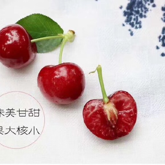 茂县美国车厘子 正宗茂汶车厘子需要的联系我