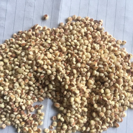 沈阳特别粘的粘高粱米22年新货