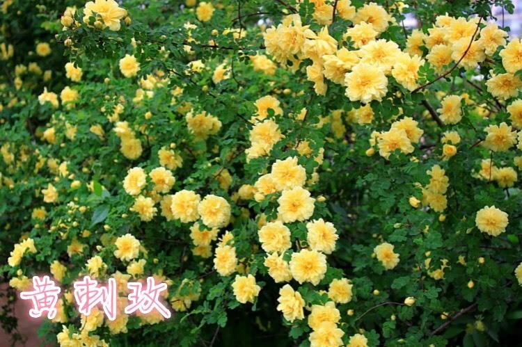 沭阳县黄刺玫