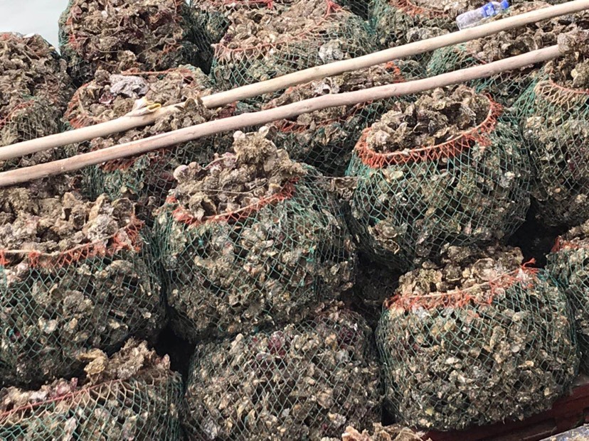 生蚝 大生蚝  超大生蚝  硬规格 少量有货