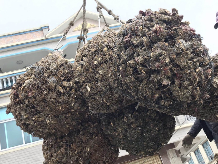 生蚝 大生蚝  超大生蚝  硬规格 少量有货
