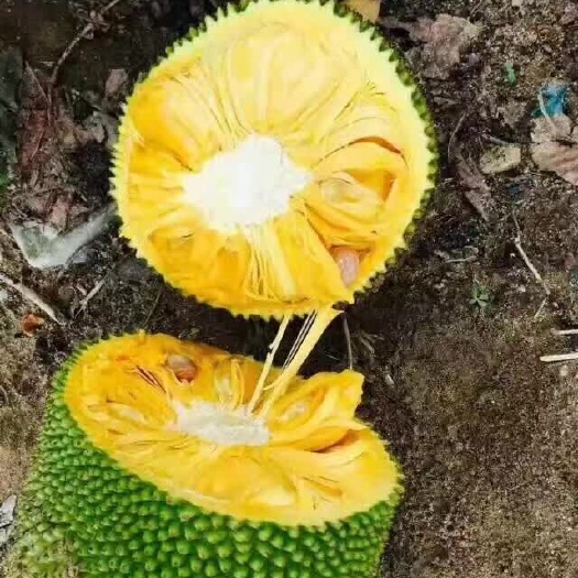 海口 海南三亚菠萝蜜