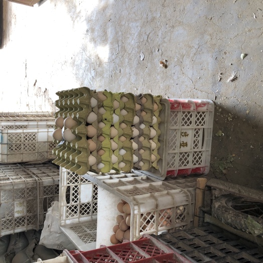 清丰县土鹅蛋 散装 食用