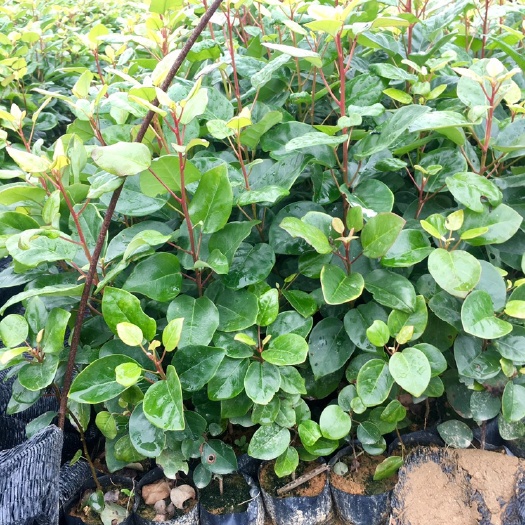 红花荷20-80公分高