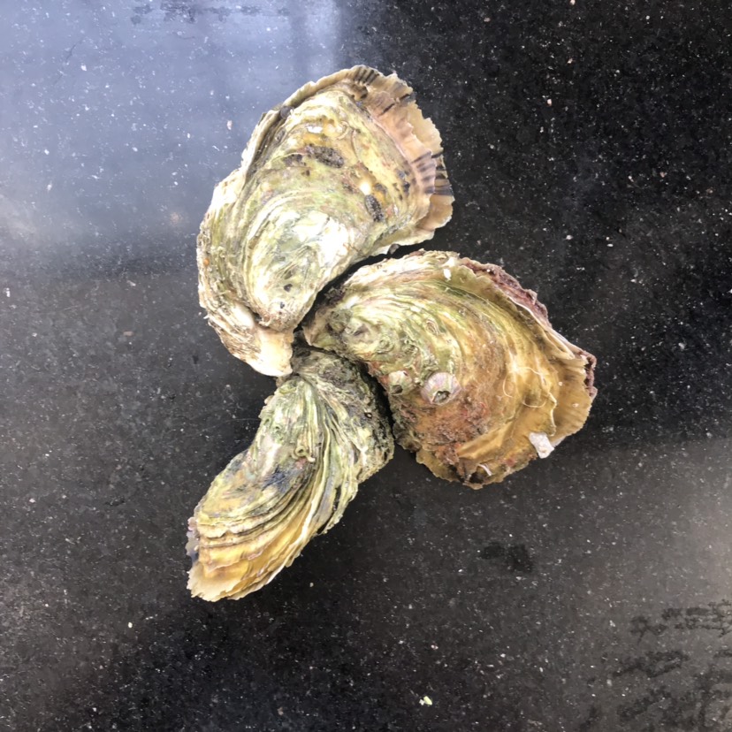生蚝 大生蚝  超大生蚝  硬规格 少量有货