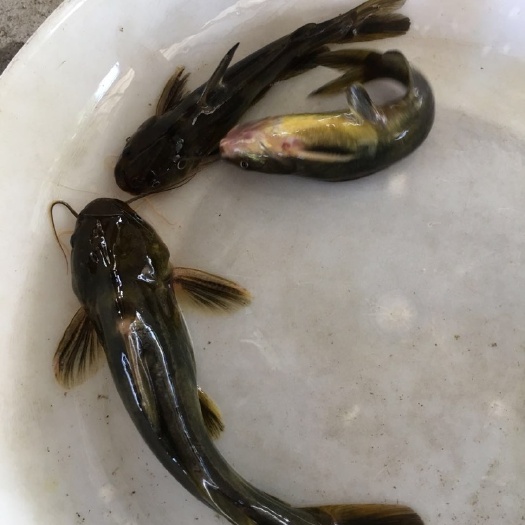广州黄骨鱼苗  黄颡鱼，黄辣丁，黄优一号，大量现货批发