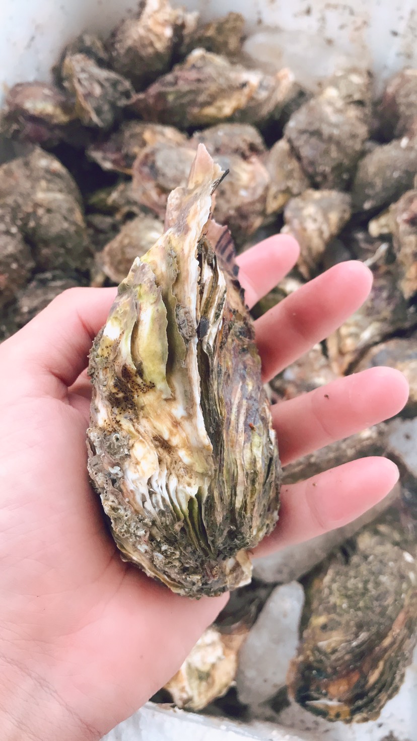 生蚝 大生蚝  超大生蚝  硬规格 少量有货