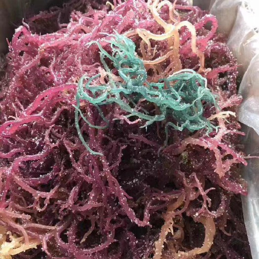 珊瑚藻