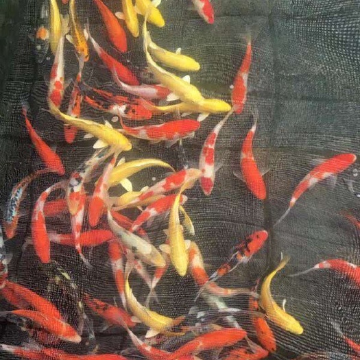 广州锦鲤鱼苗  红白三色日本，昭和，大量现货批发