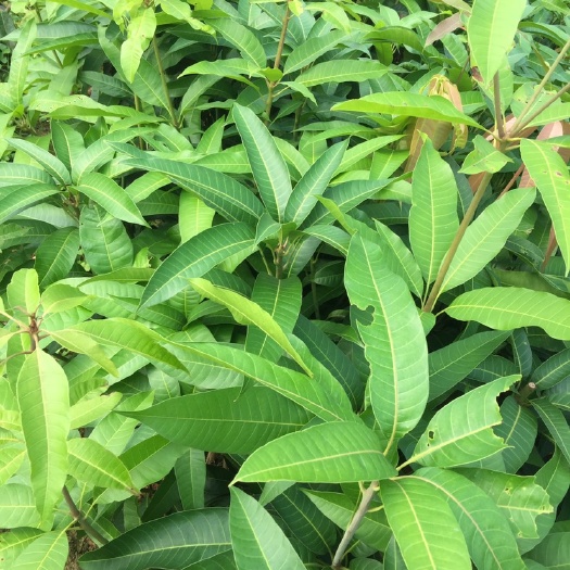 白沙县鹰嘴芒果苗
