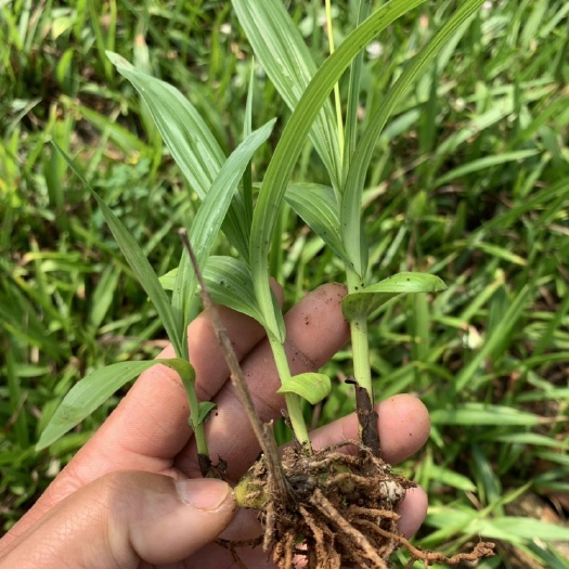 安宁市紫花白芨苗  三叉白芨两年驯化大苗芽头多，茎块大，杆子粗