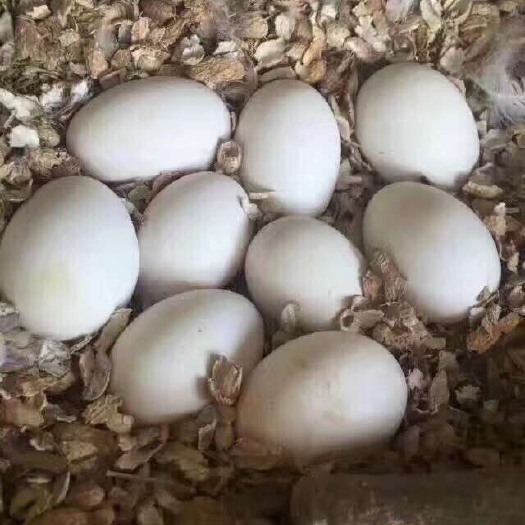 威海鲜鹅蛋 食用 散装